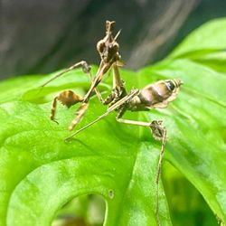 Abbey Aquatics & Reptiles Ltd