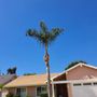 Lucky 7 Tree Services