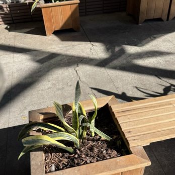 Academic Coffee - Outdoor seatings - Bakeries Near Me - San Jose, California Academic Coffee - Outdoor seatings - Bakeries Near Me - San Jose, California
