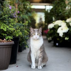 They have a cute cat that wanders the garden center :)