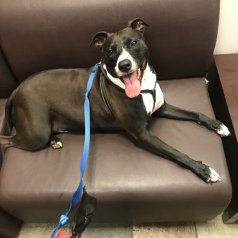 Island Pet Movers - Pet Transportation Near Me - Honolulu, Hawaii