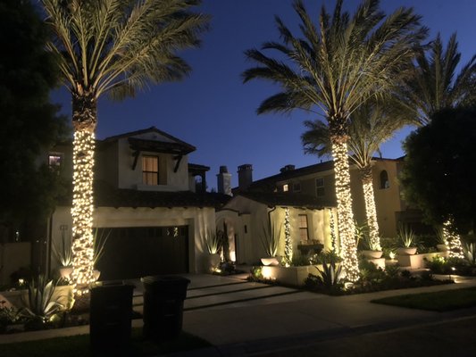Tree lighting - Palm trees lighting 
Entry lighting 
Small palm lighting