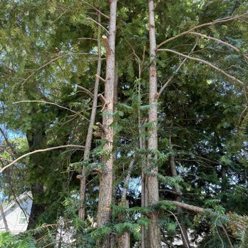 Hailey Tree - Tree Services Near Me
