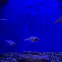 Picture of parasite ridden fish in their store they sold me even tho it's obviously sick