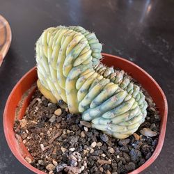 Grizzly's Hidden Falls Nursery & Landscaping - Variegated crested San Pedro