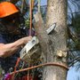Photo of The Tree Fella