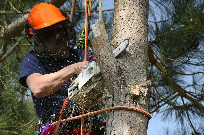 THE TREE FELLA - Updated July 2026 - 14 Reviews - Plano, Texas ...