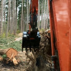 Backyard Potential - Tree work