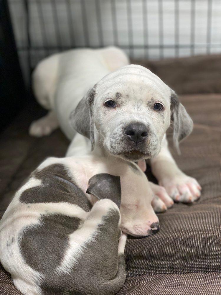 POSH PAWS PET GROOMING Updated October 2024 110 Photos & 15 Reviews