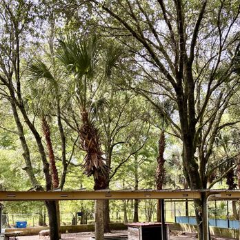 Drop a Tree - Pigs area - Tree Services Near Me - DeLand, Florida Drop a Tree - Pigs area - Tree Services Near Me - DeLand, Florida