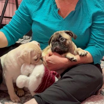 Cuppa Pug - There were frequent puppy pileups. - Themed Cafes Near Me - Escondido, California