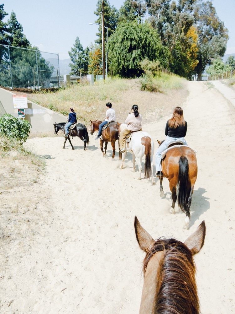 LA Horse Rentals - equestrian in Glendale, CA
