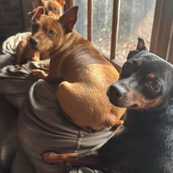 Eastside Veterinary Hospital - Ginger has been seen at Eastside since she was a puppy. She is now a very healthy 4yo MinPin. She looks forward to visiting Eastside!