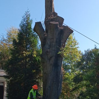 Mace's Tree Service - Tree Services Near Me - Duncan, South Carolina Mace's Tree Service - Tree Services Near Me - Duncan, South Carolina