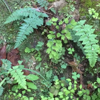 Violet Crown Trail - ...and ferns... - Hiking Near Me - Austin, Texas