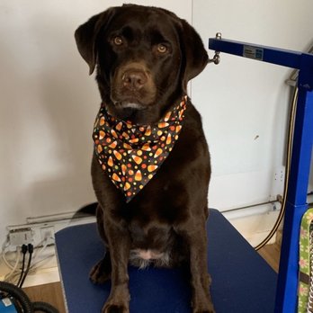 Coldspring Grooming - Rosie - Pet Groomers Near Me
