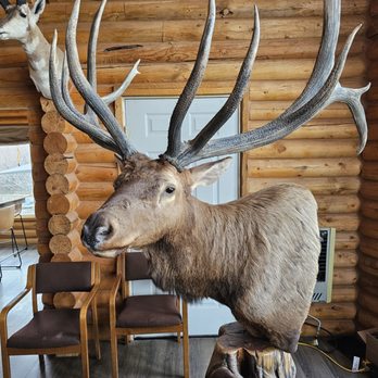 SD Outfitter - Mr.Bull Elk greeting you in the hunting lodge. - Wildlife Hunting Ranges Near Me - Duchesne, Utah SD Outfitter - Mr.Bull Elk greeting you in the hunting lodge. - Wildlife Hunting Ranges Near Me - Duchesne, Utah