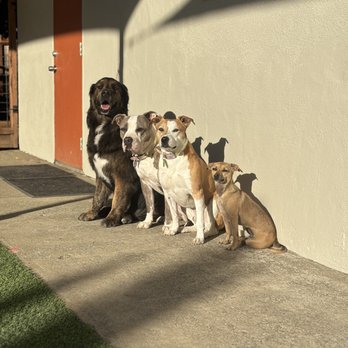 Harmonious Hounds At Home - Pet Training Near Me Harmonious Hounds At Home - Pet Training Near Me