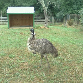 Plumpton Park Zoo - Emu - Zoos Near Me - Rising Sun, Maryland Plumpton Park Zoo - Emu - Zoos Near Me - Rising Sun, Maryland