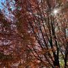 Fenway Victory Gardens gift card