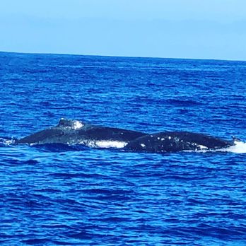 Holoholo Charters - Boating Near Me - Eleele, Hawaii