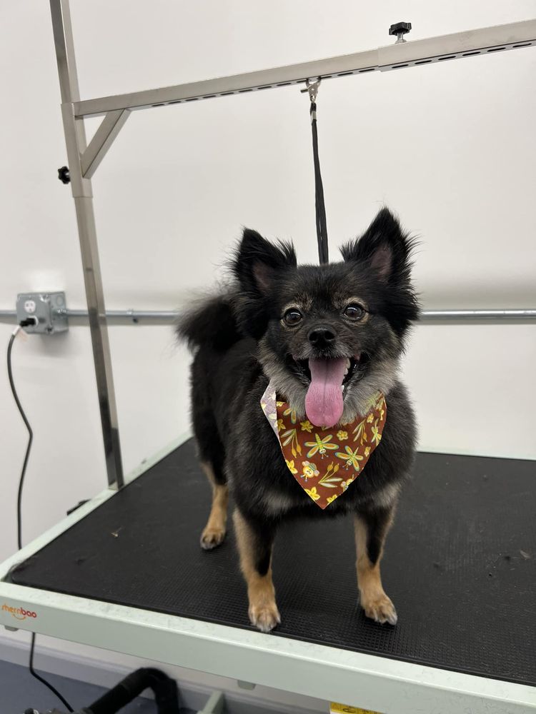 MAINELY PUPS GROOMING Updated September 2024 71 Main St, Fairfield