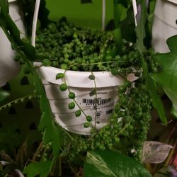 The Curious Plantaholic - String of Pearls
