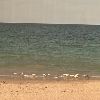 Ocean Grill - Birds and beach view from our dining table - Seafood Near Me - Vero Beach, Florida Ocean Grill - Birds and beach view from our dining table - Seafood Near Me - Vero Beach, Florida
