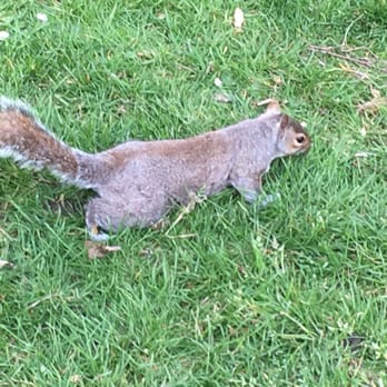 St James's Park - Squirrel! I swear he was grinning for the camera when I lined the shot up. - Parks Near Me St James's Park - Squirrel! I swear he was grinning for the camera when I lined the shot up. - Parks Near Me