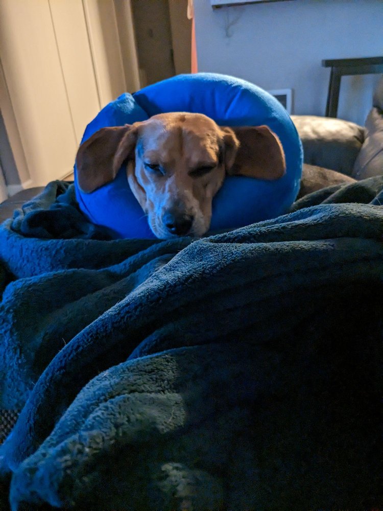 EAST BAY SPCA SPAY & NEUTER SURGERY CENTER Updated September 2024