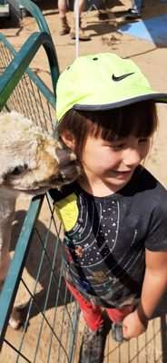 A Simpler Time Alpaca Farm And Mill - A Simpler Time Alpaca Farm And Mill A Simpler Time Alpaca Farm And Mill - A Simpler Time Alpaca Farm And Mill