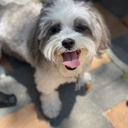 Pawsative Paws - Bella loving her days at Pawsative Paws!
