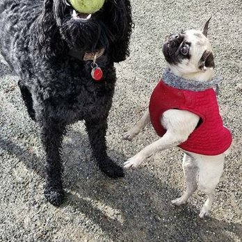 Wiggle 'n' Wag - Dog Walkers Near Me Wiggle 'n' Wag - Dog Walkers Near Me