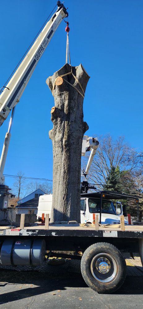 Ortega Tree Services - tree service in Louisville, KY
