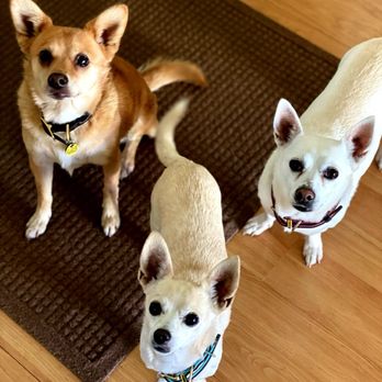 For Paws Only - Pet Groomers Near Me For Paws Only - Pet Groomers Near Me