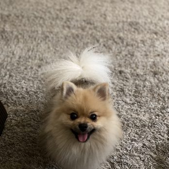 A Bath N Biscuit Grooming & Pet Spa - Bella- she's happy when she feels pretty!! - Pet Groomers Near Me - Modesto, California A Bath N Biscuit Grooming & Pet Spa - Bella- she's happy when she feels pretty!! - Pet Groomers Near Me - Modesto, California