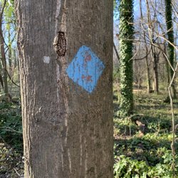 Blue trail marker
