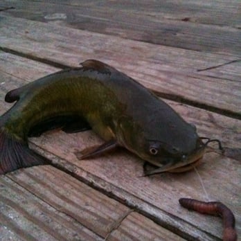Lake Pflugerville - Lake is filled w/ catfish & bass - Parks Near Me - Pflugerville, Texas Lake Pflugerville - Lake is filled w/ catfish & bass - Parks Near Me - Pflugerville, Texas