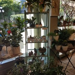 Paper Papier - Plants at the back of the store!