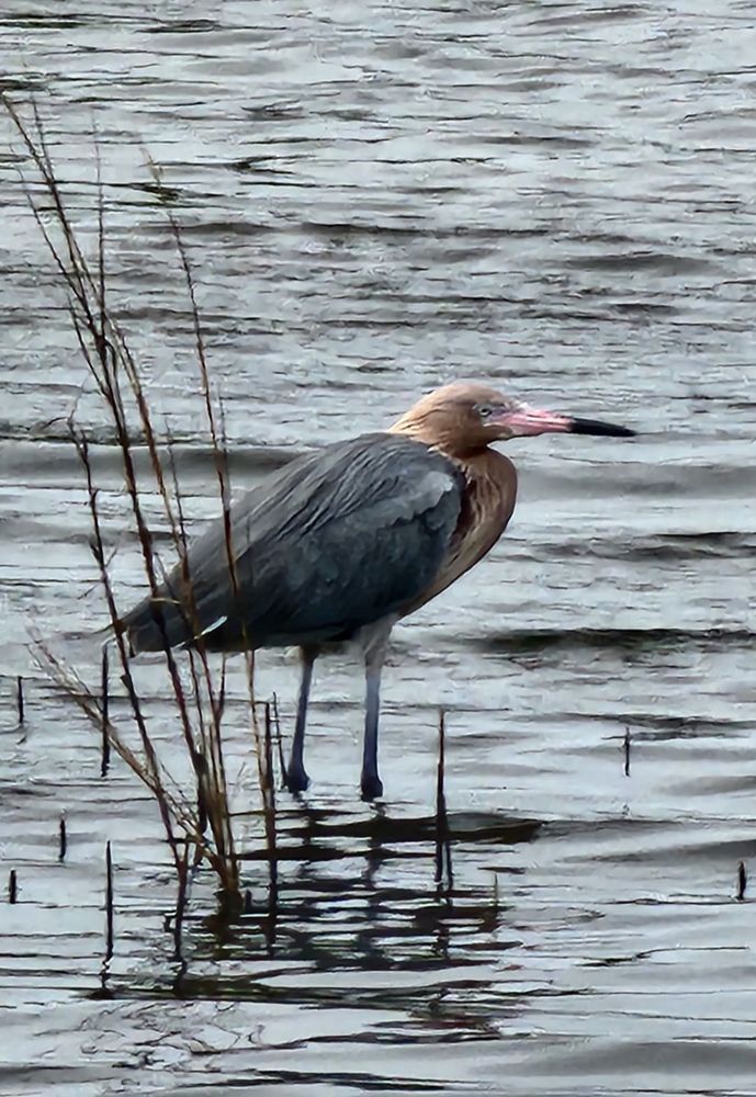Merritt Island National Wildlife Refuge Image