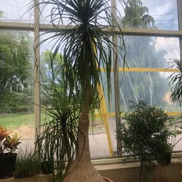 Huge Ponytail palm Huge Ponytail palm