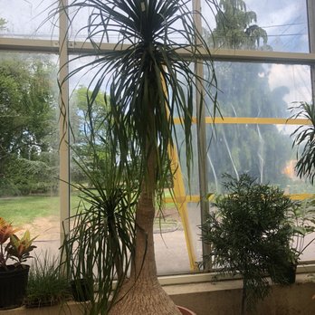 The Rhoads Garden - Huge Ponytail palm - Florists Near Me - North Wales, Pennsylvania The Rhoads Garden - Huge Ponytail palm - Florists Near Me - North Wales, Pennsylvania