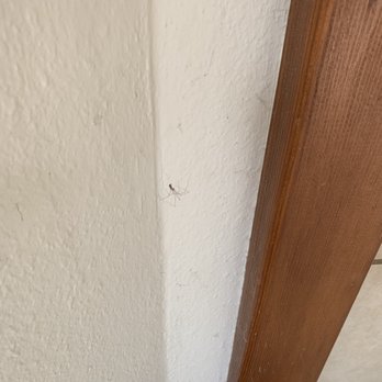 Windermere Property Management South - Spiders everywhere. Wouldn't the cleaners take care of that?! - Property Management Near Me - Kent, Washington Windermere Property Management South - Spiders everywhere. Wouldn't the cleaners take care of that?! - Property Management Near Me - Kent, Washington