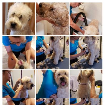Fur Pet's Sake - Asta's Groom From Start to Finish Part 1 - Pet Groomers Near Me Fur Pet's Sake - Asta's Groom From Start to Finish Part 1 - Pet Groomers Near Me