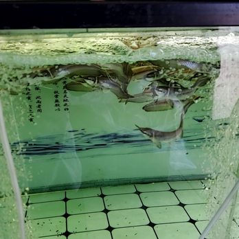 Van Star Aquarium - Baby Black Arowanas - Local Fish Stores Near Me - San Gabriel, California Van Star Aquarium - Baby Black Arowanas - Local Fish Stores Near Me - San Gabriel, California