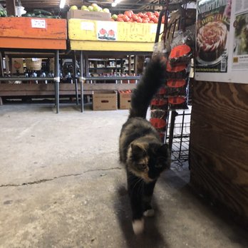 Mauldin Open Air Market - A furry employee - Fruits & Veggies Near Me - Mauldin, South Carolina Mauldin Open Air Market - A furry employee - Fruits & Veggies Near Me - Mauldin, South Carolina