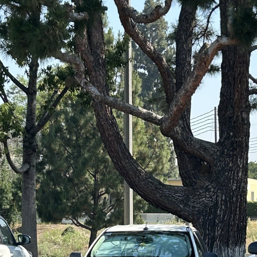 Jasper's Auto Service - my clean car!! looks brand new :) - Auto Repair Near Me - Artesia, California
