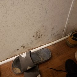 Roberts Handyman & Contracting - Slumlorad mold growing out of wall onto shoes