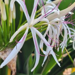 Outside flower