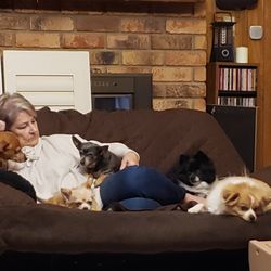 Animal Wellness Aromatherapy